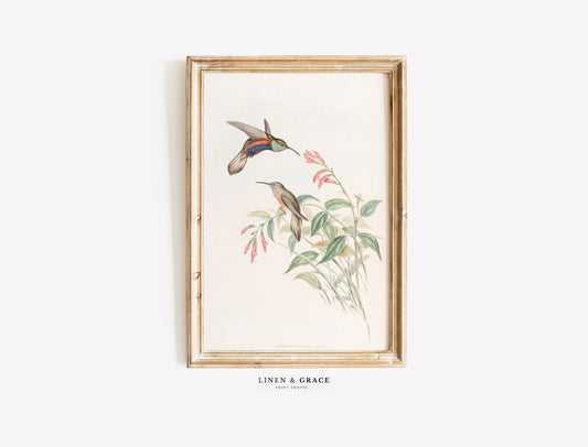 Vintage Bird Print