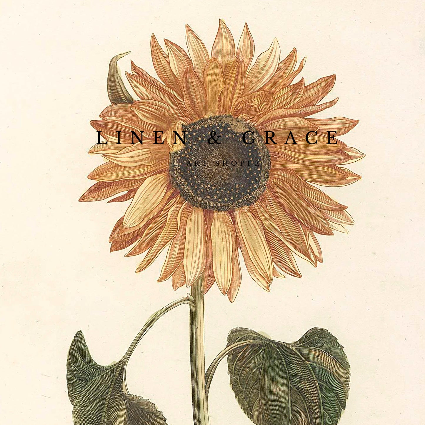 Vintage Sunflower | Botanical Print