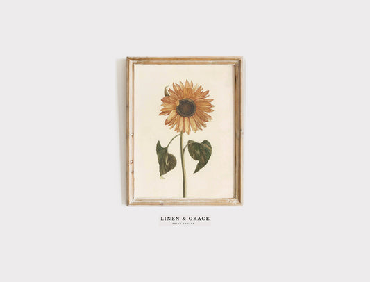 Vintage Sunflower | Botanical Print